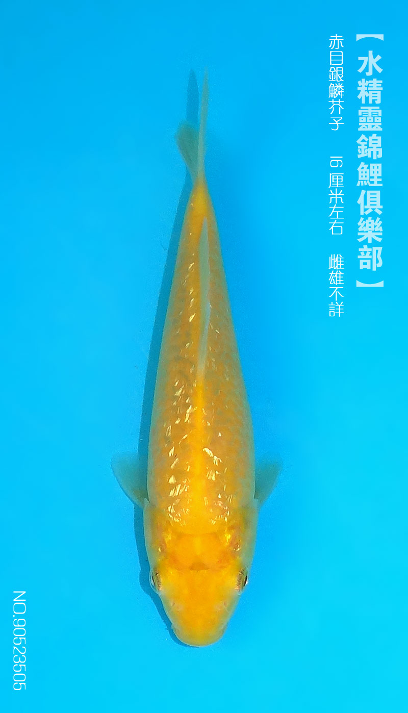 锦鲤赤目银鳞芥子90523505